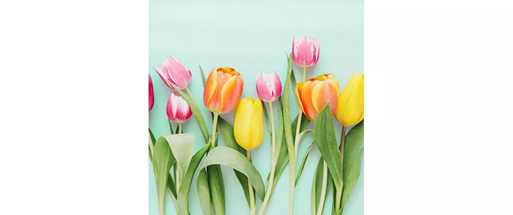 tovaglioli di carta Rainbow Tulips 33 cm x 33 cm, 20 pezzi.